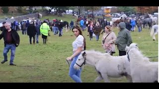 Amazing Cute Ponies and Horses at Ballinasloe Horse Fair [upl. by Liagabba]