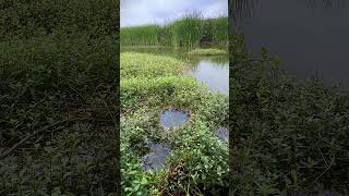 Fishing for Big Crucian Carp in Grass Caves [upl. by Cirdla]