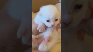 Persian 5 kittens growing day 6  black kitten crying 2white 2greyish viralvideo [upl. by Moishe770]