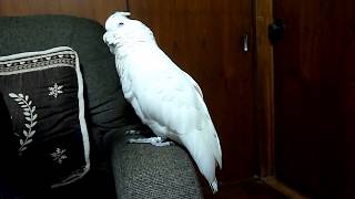 ソロモンオウムたろちゃん 飼い主とママの所まで行くよ🎵 Cockatoo going out to Mamas house [upl. by Sudoeht]