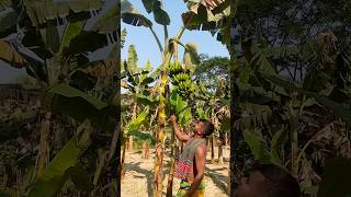 Funny banana 🍌 part 71 shorts viral banana satisfying shortsviral farming bananacutting [upl. by Anirba166]