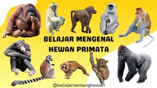 BELAJAR MENGENAL HEWAN PRIMATA  BELAJAR MENGENAL HEWAN BAHASA INDONESIA [upl. by Aivat]