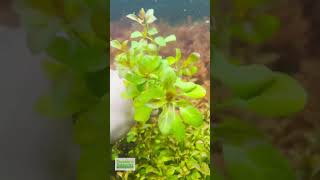 LUDWIGIA REPENS Absolutely Stunning Aquarium Plant For Sale [upl. by Akcirehs]