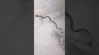 Baby Wolf Snake 🐍 Rescue  Non VenomousNon Poisonous [upl. by Hauck]