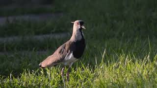 TERO  Southern lapwing Vanellus chilensis [upl. by Svirad]