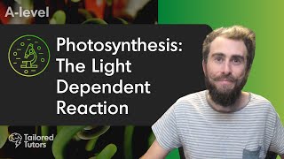 Photosynthesis The Light Dependent Reaction  A Level Biology Revision  AQA [upl. by Arrehs]