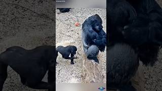 Adorable Gorilla Son amp Dad A Heartwarming Bond fatherandson grandkids funny shorts viral [upl. by Sigler]