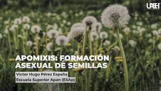 Apomixis formación asexual de semillas [upl. by Koser499]