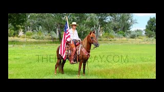 Chocolate Rocky Mountain Gaited Kid Safe Trail Mare For Sale [upl. by Nommad]