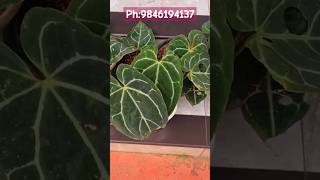 Anthurium Cristalinium Miniature Available for ₹360anthuriumplantsZahar Gardens [upl. by Asillim]