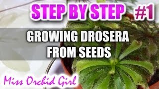 Growing Drosera carnivorous plants from seeds  Step by step  Part 1 [upl. by Enimsaj]