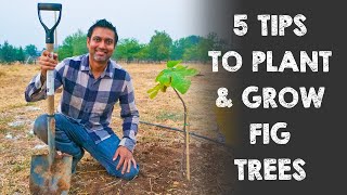 5 Tips to Plant and Grow Fig Trees [upl. by Stevenson419]