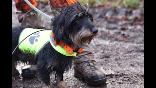 Drückjagd auf Rehwild Mit Teckeln waidgerecht Strecke machen [upl. by Carlita402]