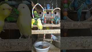 Listen morning sounds of budgies for 1 hour [upl. by Annaiel]