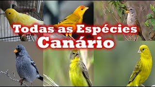 Todas Espécies de canários [upl. by Gnous]