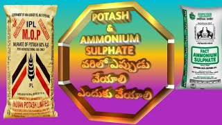 Muriate of Potash and Ammonium sulfate వరిలో ఎప్పుడు వేసుకోవాలి ఎందుకు వేసుకోవాలిEruvaaka [upl. by Enaile]