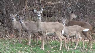 whitetail deer run up a hill [upl. by Magill673]