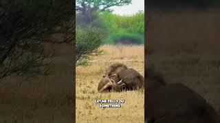 Intense Lion Fight in Botswana shorts [upl. by Nahtonoj]