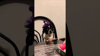 viralvideo felizcumpledía mascotas perros [upl. by Cartan775]