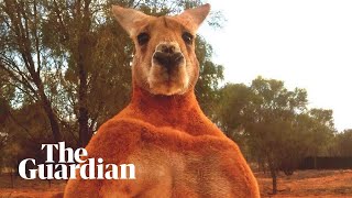 Remembering Roger the ripped kangaroo [upl. by Judie]