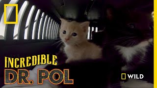 5 Kittens Get Their Vaccines  Incredible Dr Pol [upl. by Drehcir]