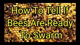 How To Tell If Bees Are Ready To Swarm [upl. by Icyaj]