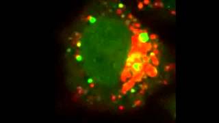 GABARAPs regulate PI4Pdependent autophagosomelysosome fusion [upl. by Gnihc]