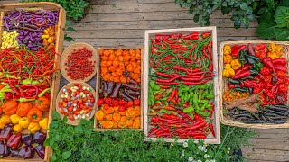 How I grew peppers in a backyard garden with insane harvest and what we did to preserve them [upl. by Eah]