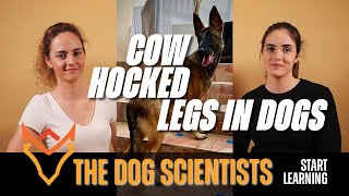 CowHocked Legs in Dogs Causes Treatments Exercises Foods and Supplements [upl. by Atina595]