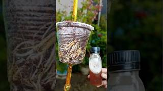 Best natural rooting hormone for Air layering Guava Tree shorts [upl. by Thorr]