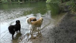 Ressourcen unter Hunden  Körperlichkeit amp Präsenz kommentiert [upl. by Nalym]