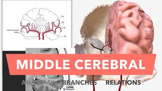 Middle Cerebral Artery  Anatomy Branches amp Relations [upl. by Fasa]