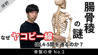 腸骨稜の謎：なぜヤコビー線はL45間を通るのか？ [upl. by Boucher]