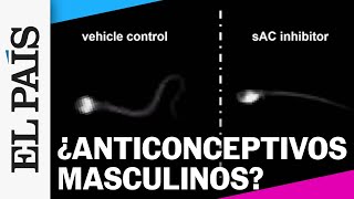 ¿Qué sabemos de los anticonceptivos masculinos  Programa ¿Y ahora qué [upl. by Acired]