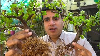 How To Make Bonsai Plant at Home  Bonsai Garden  How To Make Bonsai Nurserylive Coupons [upl. by Idissak626]