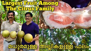 How to Cut amp Eat Babloos Naranga Pomelo PeelingKambili Naranga Largest Citrus Fruit in The World [upl. by Ledoux]