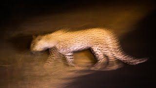 Kruger Park night sounds  Lower Sabie KNP South Africa  African safari nature sounds 🌍110 [upl. by Iolenta]