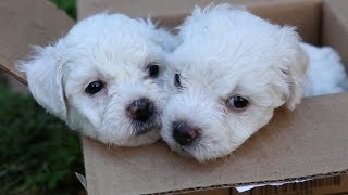 Bichon Frise Puppies In A Box [upl. by Fortunia353]