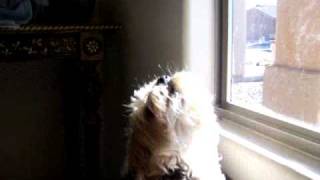 My Morkie dog half Yorkie amp half Maltese Howling like a coyote [upl. by Blaise]