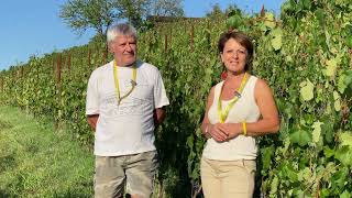 A Nizza Monferrato per la vendemmia della Barbera [upl. by Alyda778]