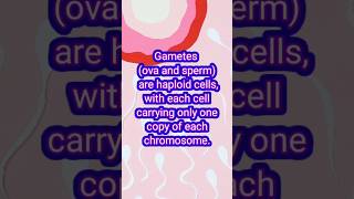 Gametes gametest sperm humanbody human gametes cell cycle phases female gametes ova [upl. by Peri]