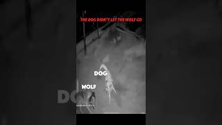 wolf vs dog trending animals wildlife dog wolf viralvideo youtubeshorts shorts youtube [upl. by Piselli]