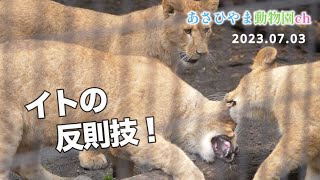 【旭山動物園ライオン】末っ子イトの反則技！これにはおっとりフウも怒り心頭！ママにもパパにだって物怖じしません！ [upl. by Feodor]