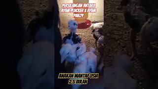 anakan ayam plucker silang ayam pakoy videoshorts [upl. by Hakilam598]