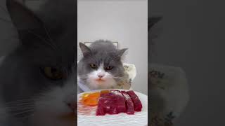 asmr  cat food  asmr sound cat catfood asmr cute cutecatsounds catseating [upl. by Ylus]