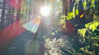 Smith River Jedediah Smith Redwoods State Park [upl. by Fauver387]