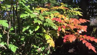 Leatherleaf Mahonia Pros and Cons [upl. by Einnok]