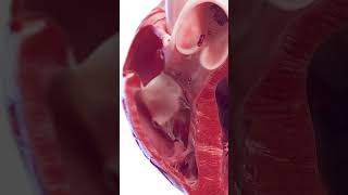 3d anatomy of the heart ventricles meded anatomy 3dmodel [upl. by Alix108]