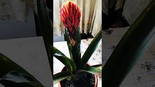 Guzmania propagation nature garden plants propagation music instrumental song [upl. by Lokin]