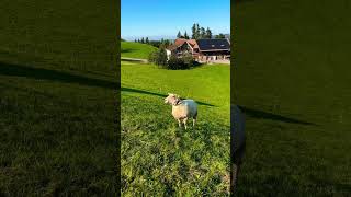 Appenzell 🇨🇭 Switzerland swiss nature [upl. by Ellehsem317]